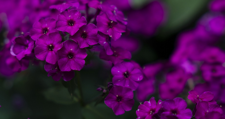 aroma-a-verbena-un-gran-agente-equilibrador-para-el-cuerpo