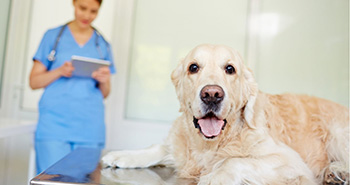 Aromatizar veterinarias y pet shop