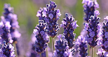 como-usar-la-lavanda-para-aromatizar