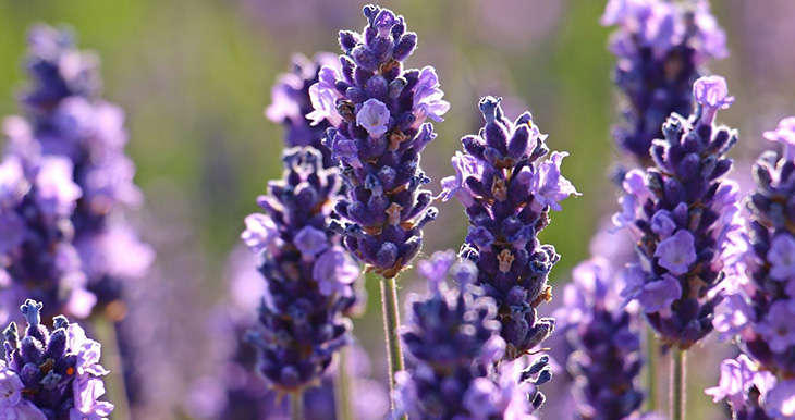 como-usar-la-lavanda-para-aromatizar