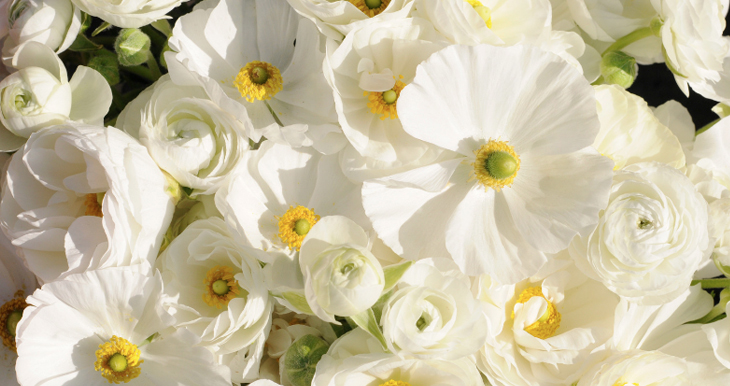 fragancia-de-flores-blancas-para-perfumar-tus-espacios