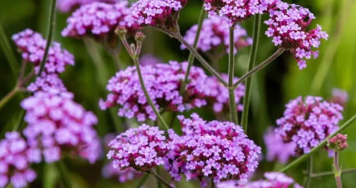 Relajate con el aroma de verbena